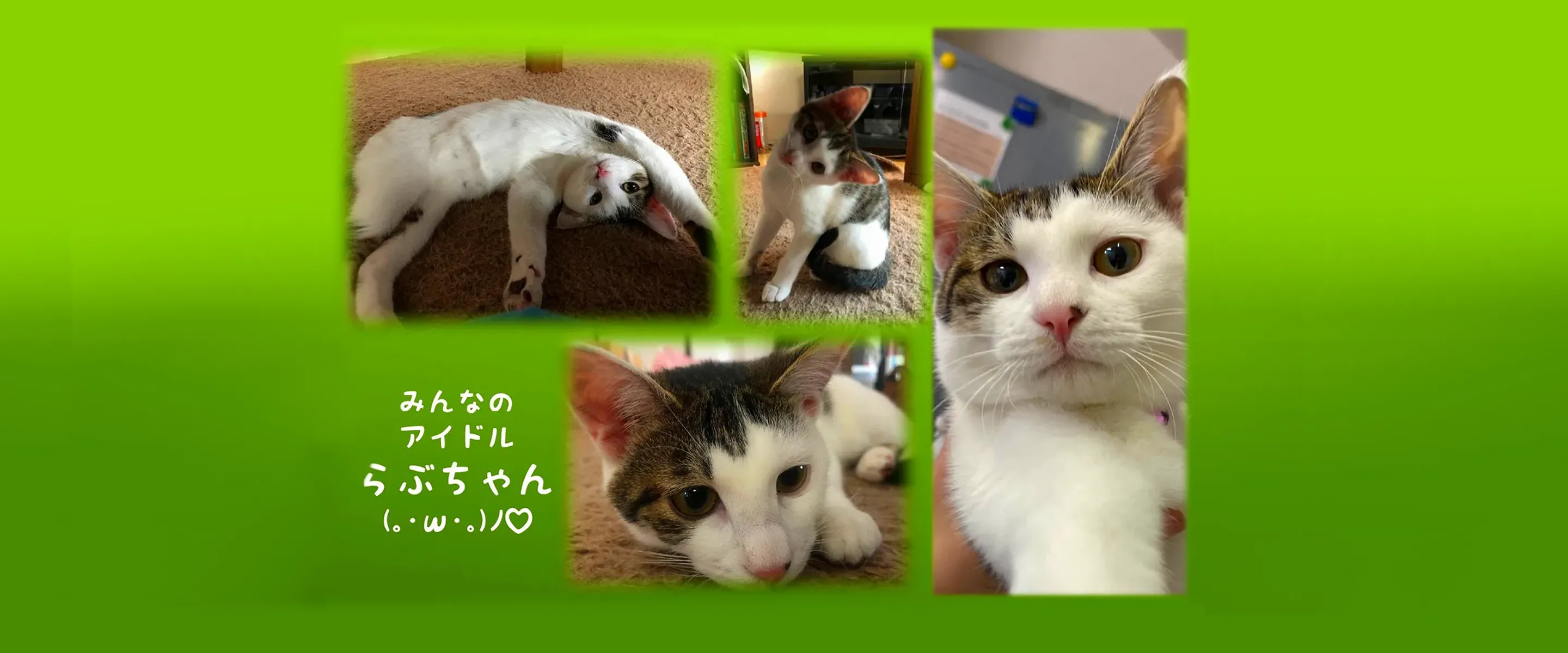 祖師谷のアイドル・ラブちゃんです！ 猫好きが多い店舗ですが猫と犬を両方飼っているスタッフもおります。皆んな心優しい人たちです。